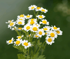 Anacyclus Pyrethrum in Parkinson’s Disease: A Clinical Exploration of Cognitive Decline