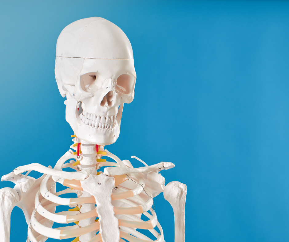 Geriatric Syndrome—Bone Up, Muscle Up, and More with Myostatin Inhibition